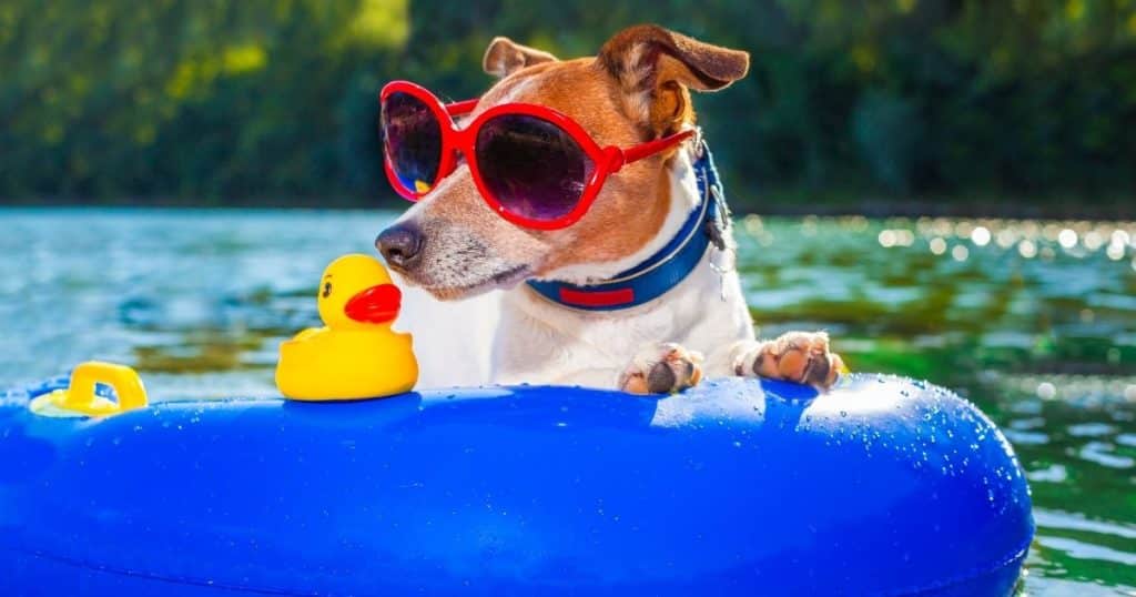 A small dog using a custom dog pools in Tulsa